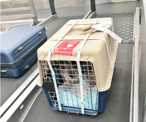 牡丹江宠物托运 宠物托运公司 机场宠物托运 宠物空运